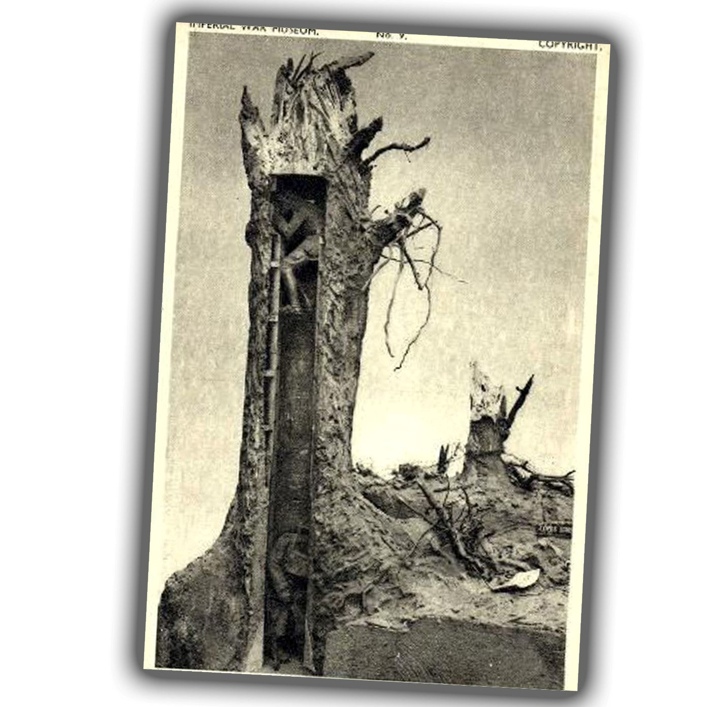 observation post in the tree trunk vintage retro WW2 Photo Glossy 4*6 in A043